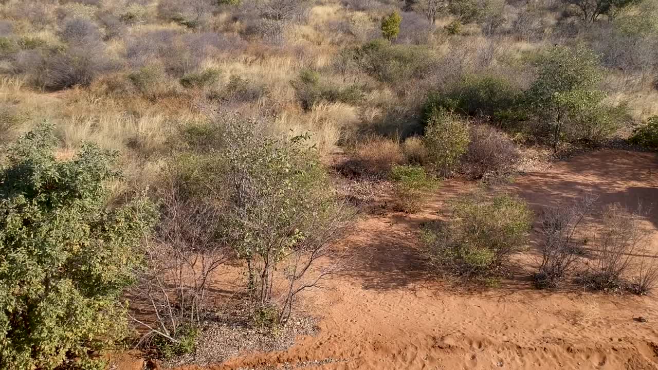 喀拉哈里荆棘树一直延伸到地平线上，清晰的天空从树上升起视频素材