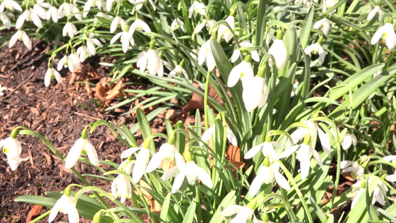 园艺雪花莲花视频素材