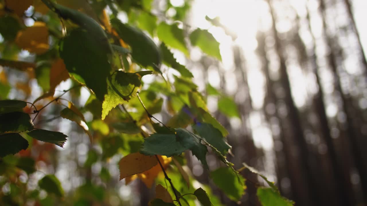 秋天的树叶自然风景绿黄叶视频素材