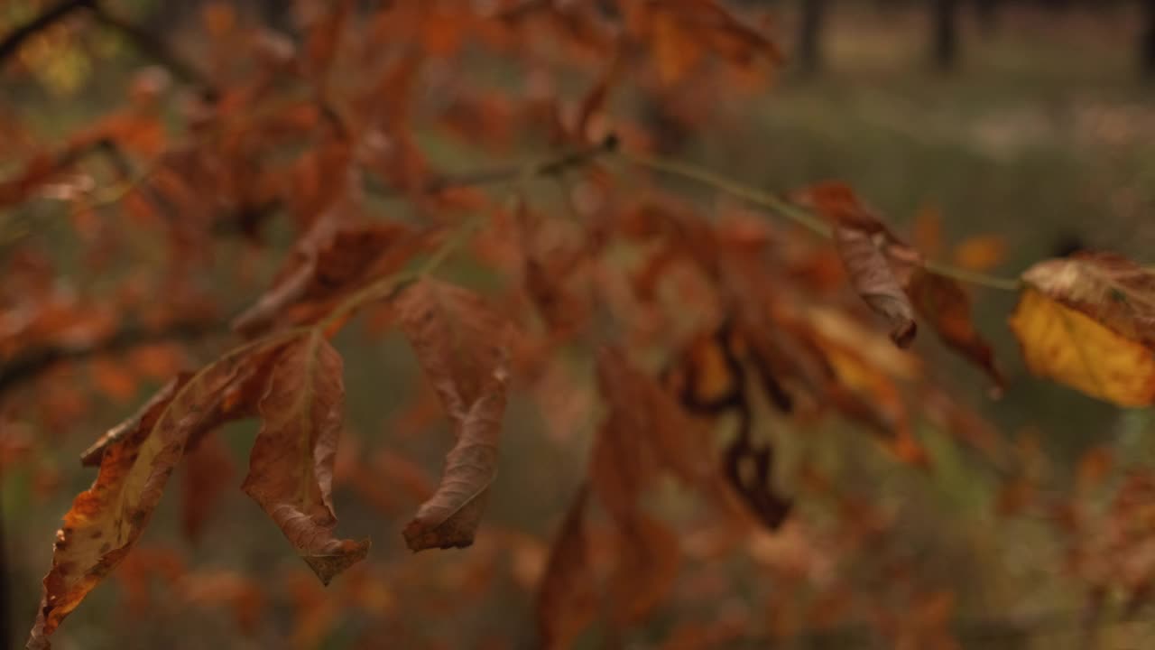 秋天的树叶森林风景橘红色的树叶视频素材