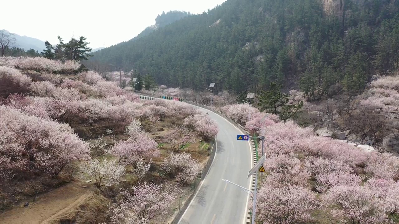 无人机视角的樱花在春天。崂山视频素材