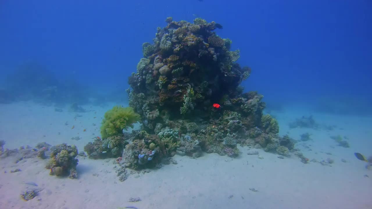 红海水下潜水-拉哈米湾/马萨阿拉姆视频素材