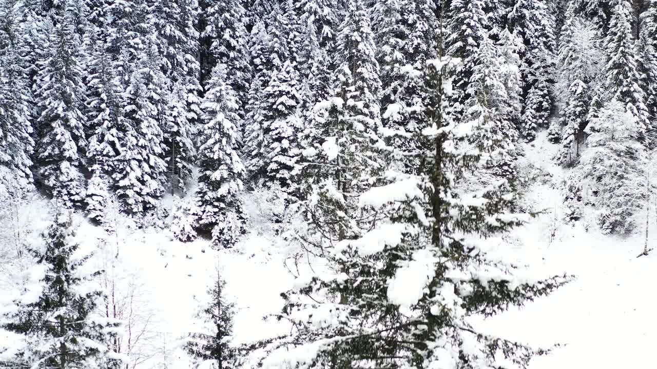 雪覆盖的森林视频素材