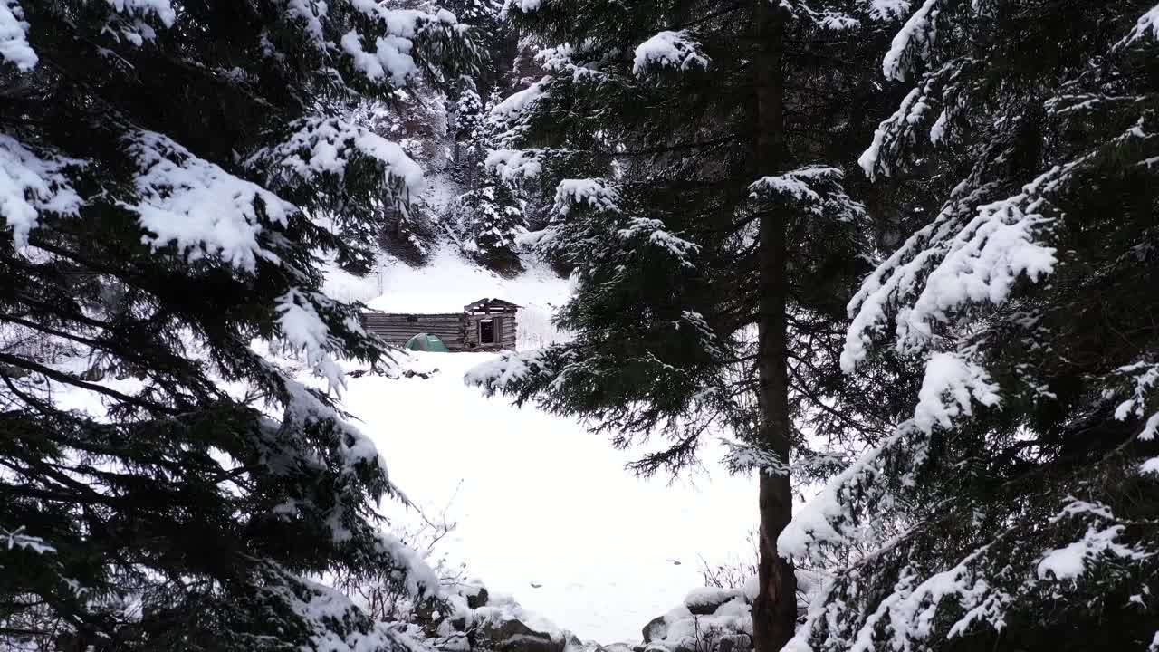 雪覆盖的森林视频素材