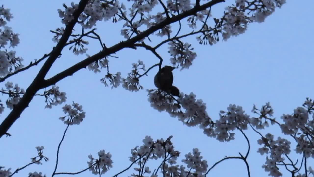 日本。3月底。春天。鸟儿在盛开的樱桃树上。视频素材