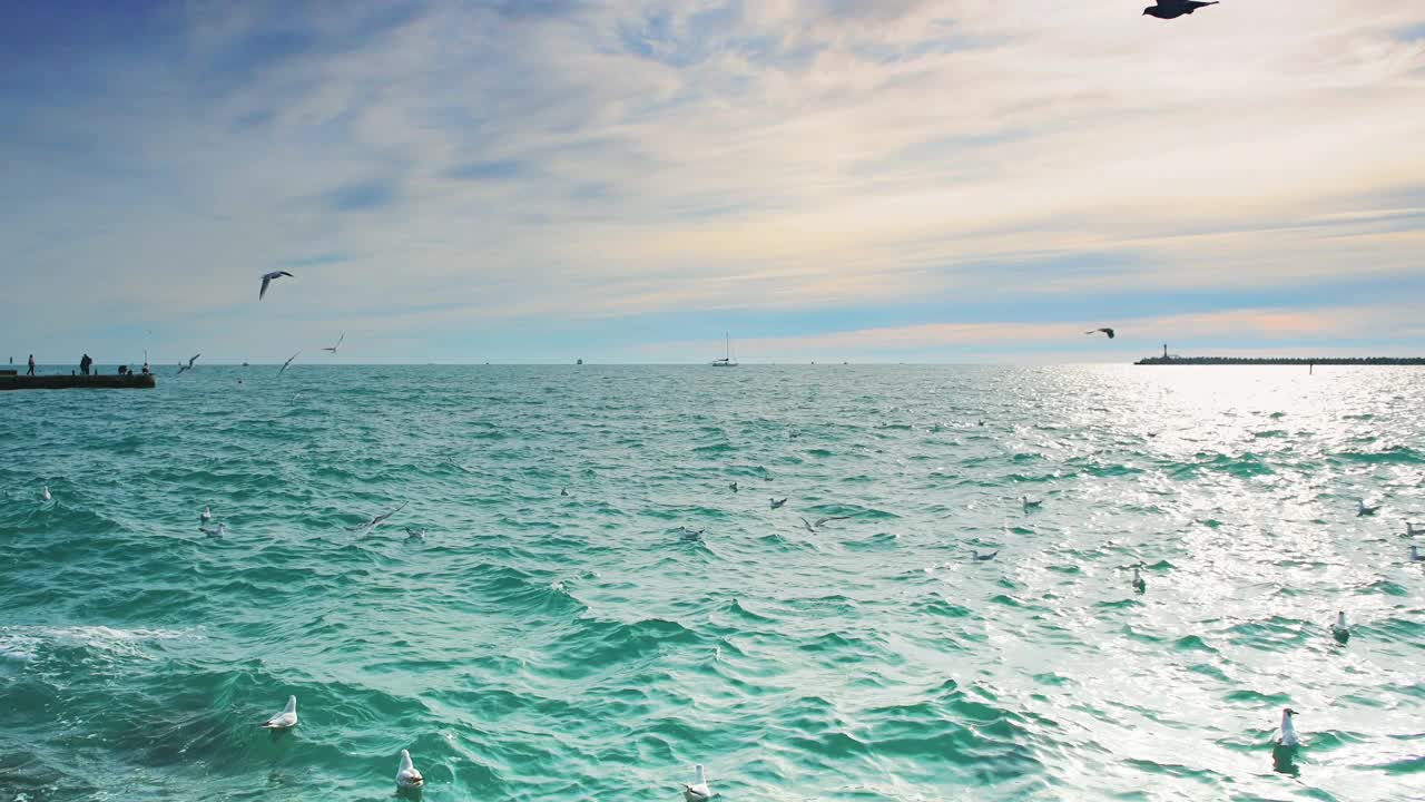 海鸥在海岸的水面上飞翔。视频素材