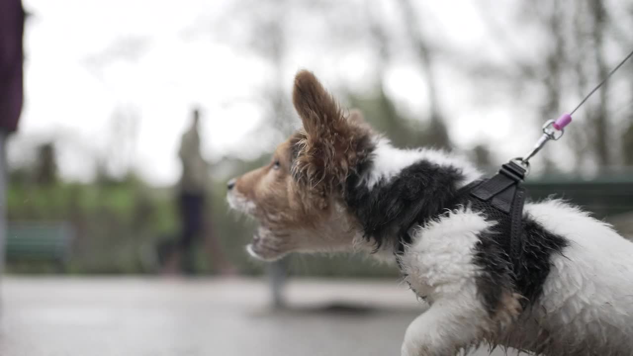 小狗狗在外面叫。带着皮带的犬吠视频素材