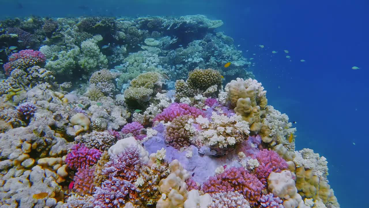 埃及马萨阿拉姆，红海上丰富多彩的珊瑚礁上的海洋生物和热带鱼视频素材