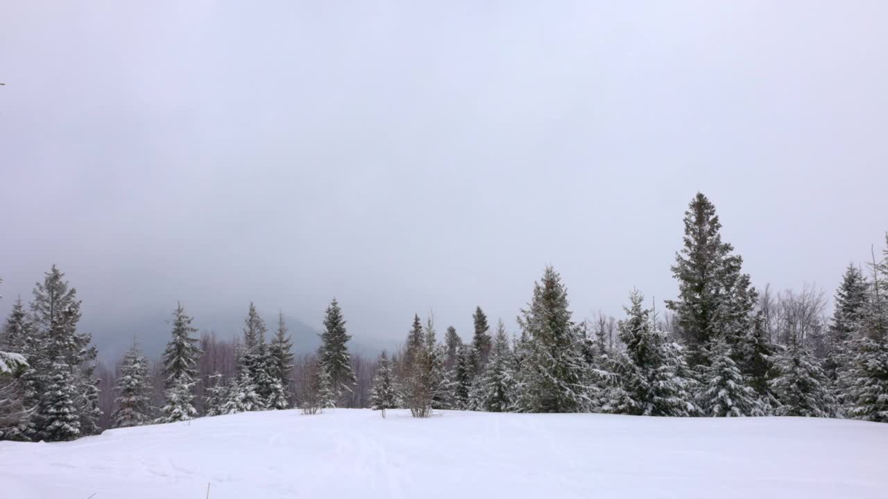 在雾蒙蒙的天气里，喀尔巴阡山脉上覆盖着白雪和杉树的小草地视频素材