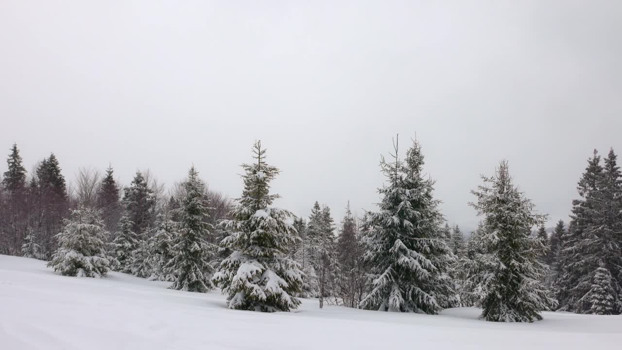 在雾蒙蒙的天气里，喀尔巴阡山脉上覆盖着白雪和杉树的小草地视频素材