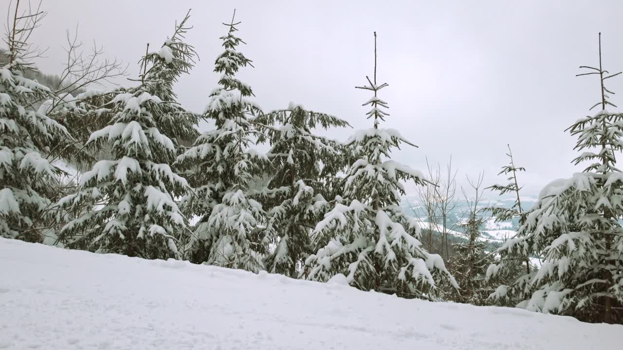 在雾蒙蒙的天气里，喀尔巴阡山脉上覆盖着白雪和杉树的小草地视频素材