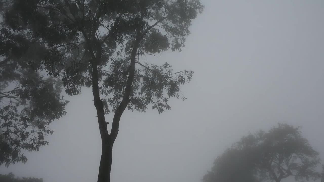 浓密的树木带着神秘的迷雾氛围视频素材