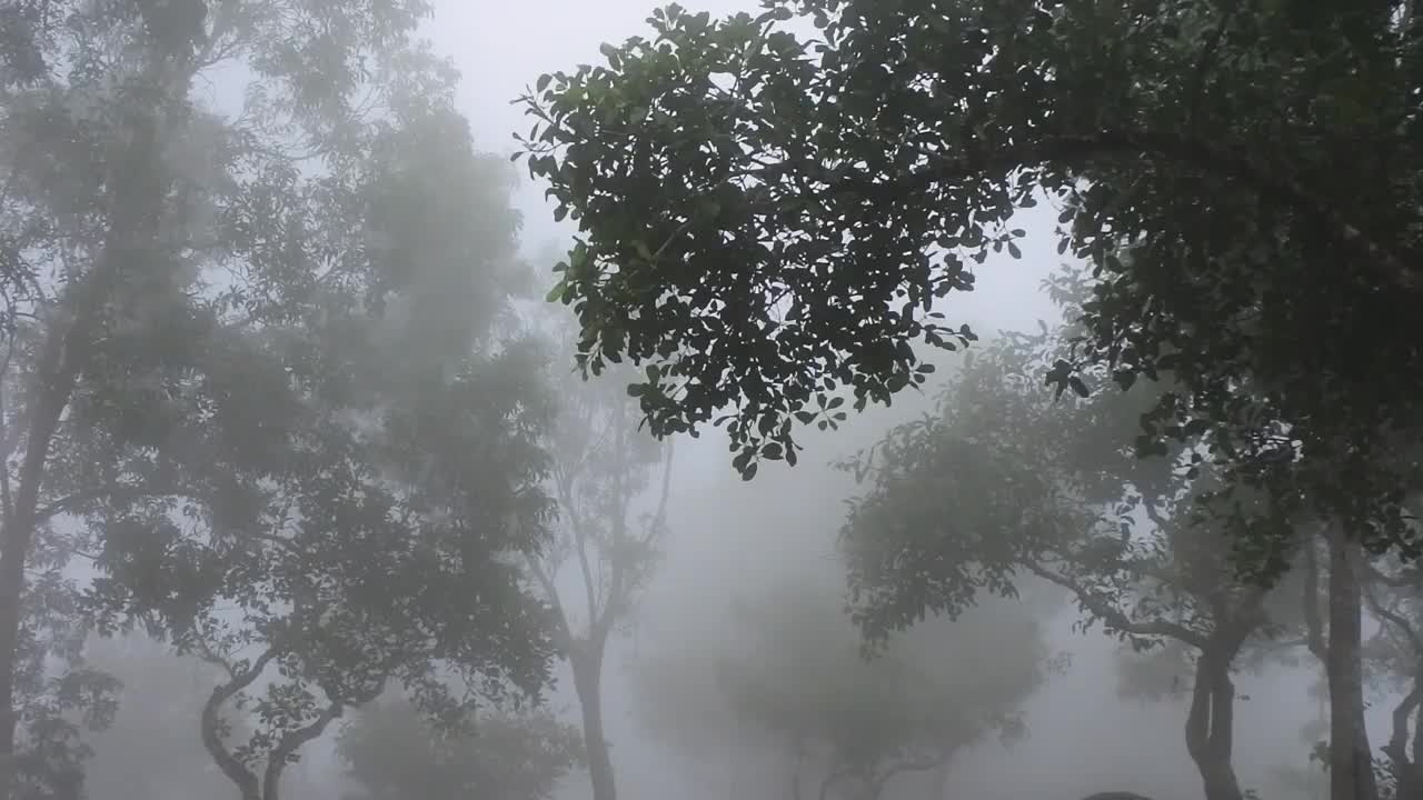 浓密的树木带着神秘的迷雾氛围视频素材