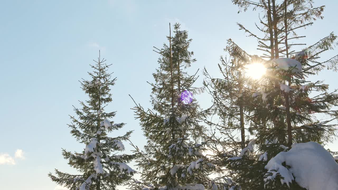 在喀尔巴阡白雪覆盖的山脉上，冷杉树映衬着明亮的冬日阳光视频素材