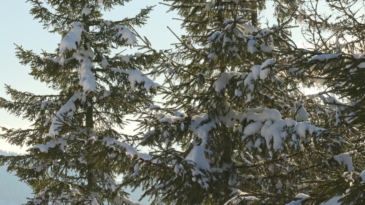 在喀尔巴阡白雪覆盖的山脉上，冷杉树映衬着明亮的冬日阳光视频素材