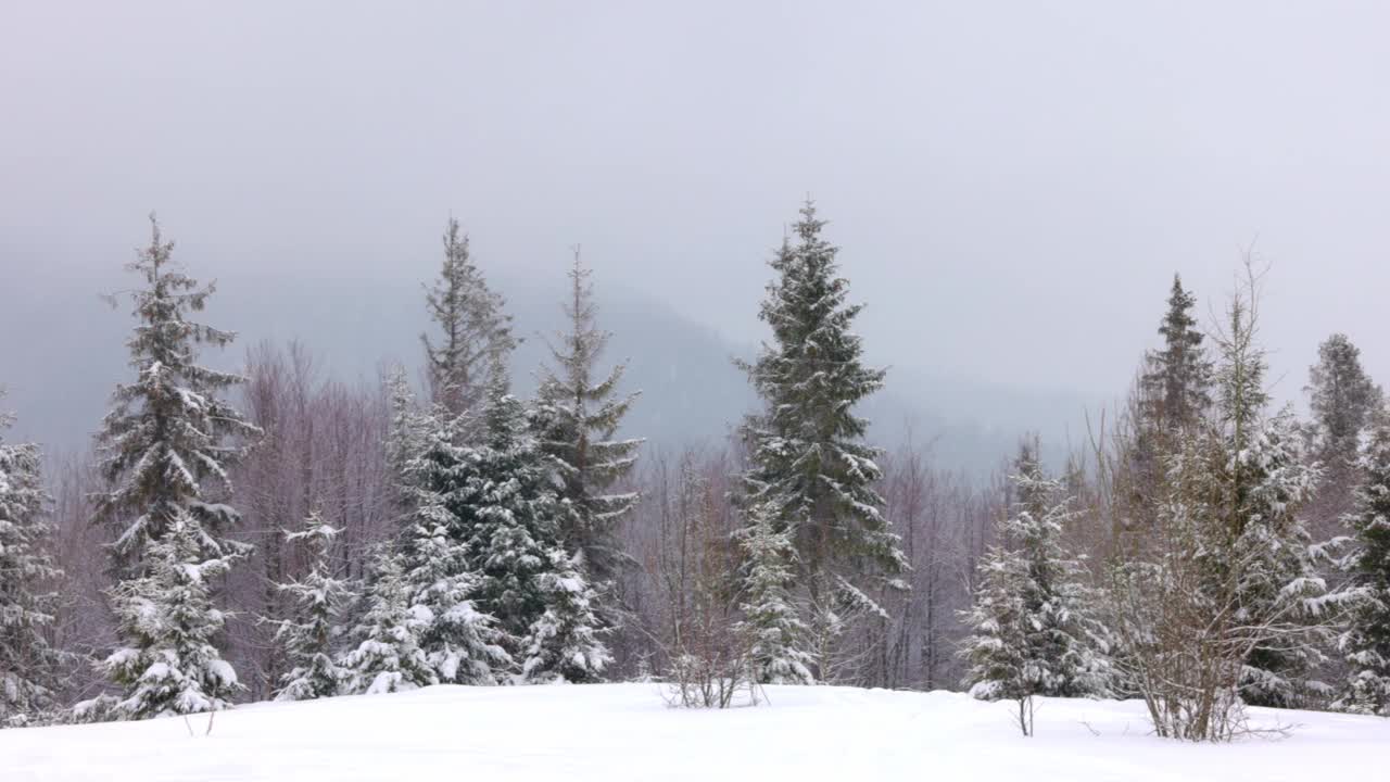 在雾蒙蒙的天气里，喀尔巴阡山脉上覆盖着白雪和杉树的小草地视频素材