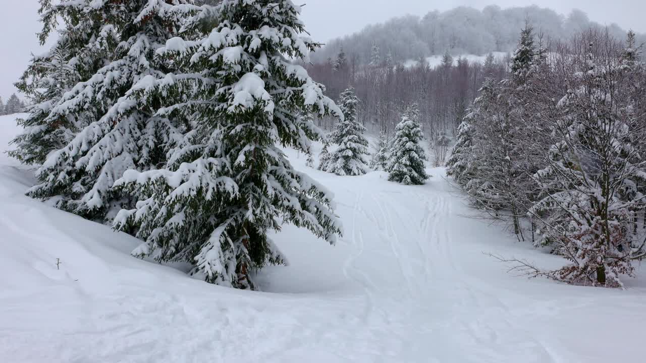 在雾蒙蒙的天气里，喀尔巴阡山脉上覆盖着白雪和杉树的小草地视频素材