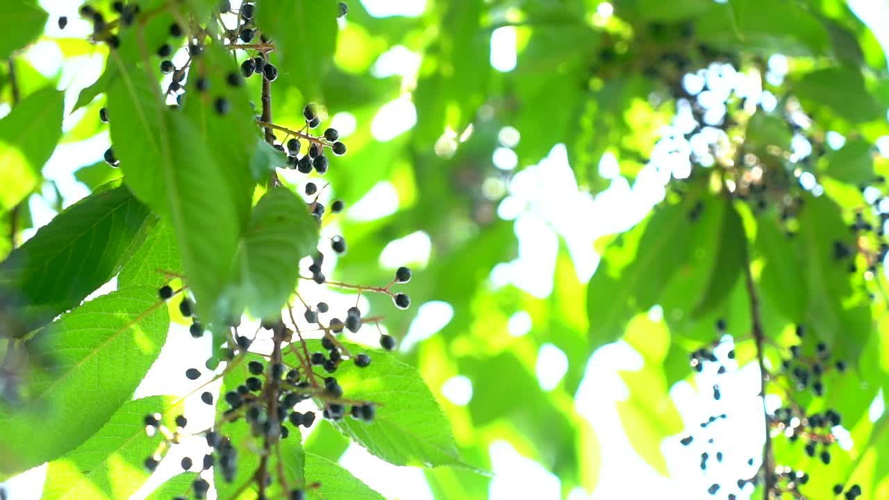 自然背景。阳光透过吹在树上的绿叶。模糊抽象的散景与太阳耀斑。阳光。夏日，美丽的绿色自然背景。公园4 K夏天的树叶视频素材