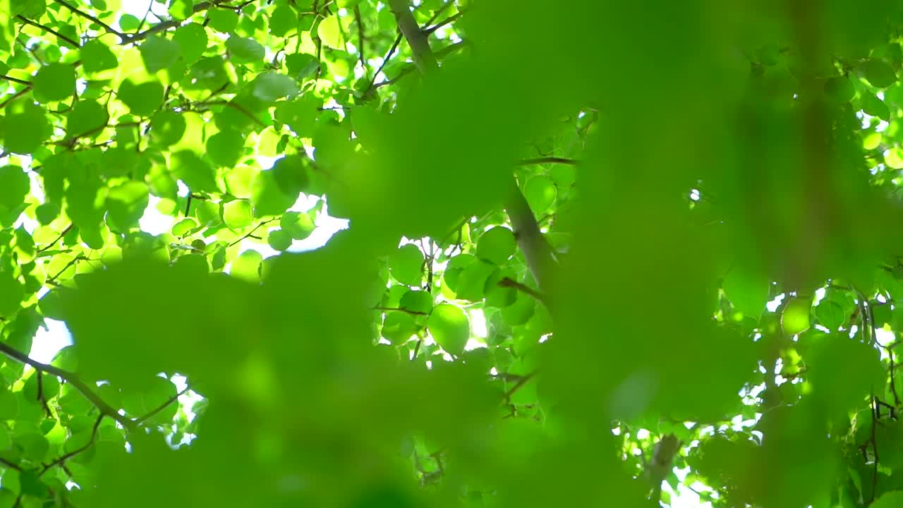 自然背景。阳光透过吹在树上的绿叶。模糊抽象的散景与太阳耀斑。阳光。夏日，美丽的绿色自然背景。公园4 K夏天的树叶视频素材