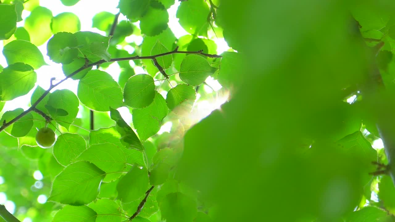 自然背景。阳光透过吹在树上的绿叶。模糊抽象的散景与太阳耀斑。阳光。夏日，美丽的绿色自然背景。公园4 K夏天的树叶视频素材