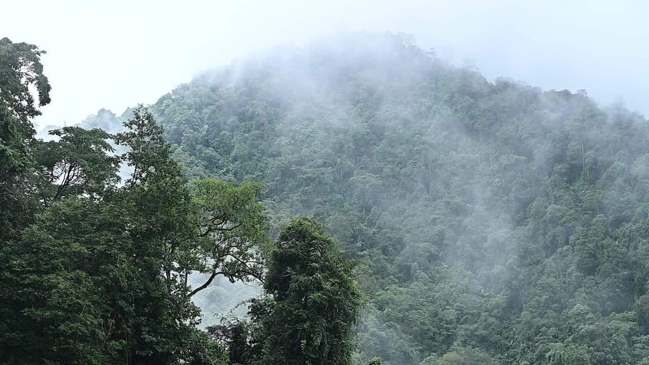 泰国南省热带森林的录像。视频素材