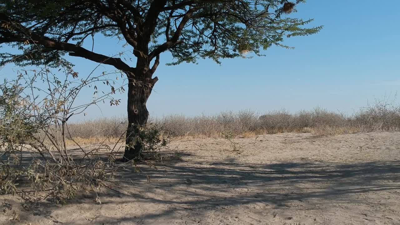 荆棘树和喀拉哈里沙漠景观，清澈的浅蓝色天空视频素材