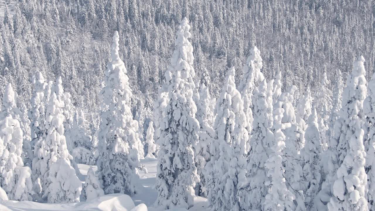 山坡上的树木完全被雪覆盖了视频素材