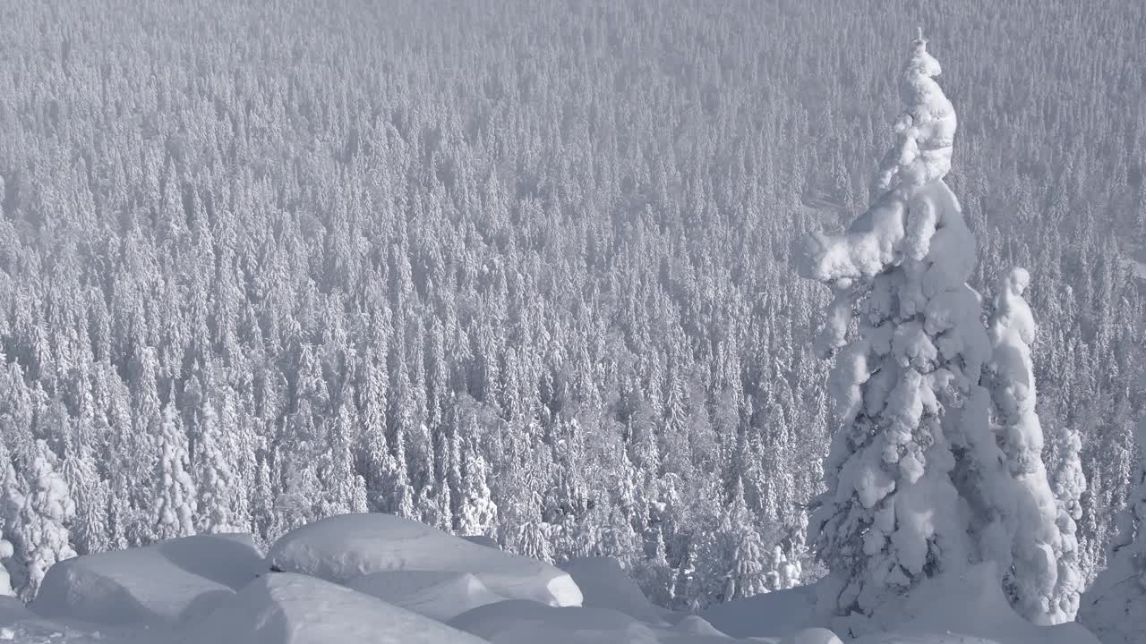 山坡上的树被雪风吹着视频素材