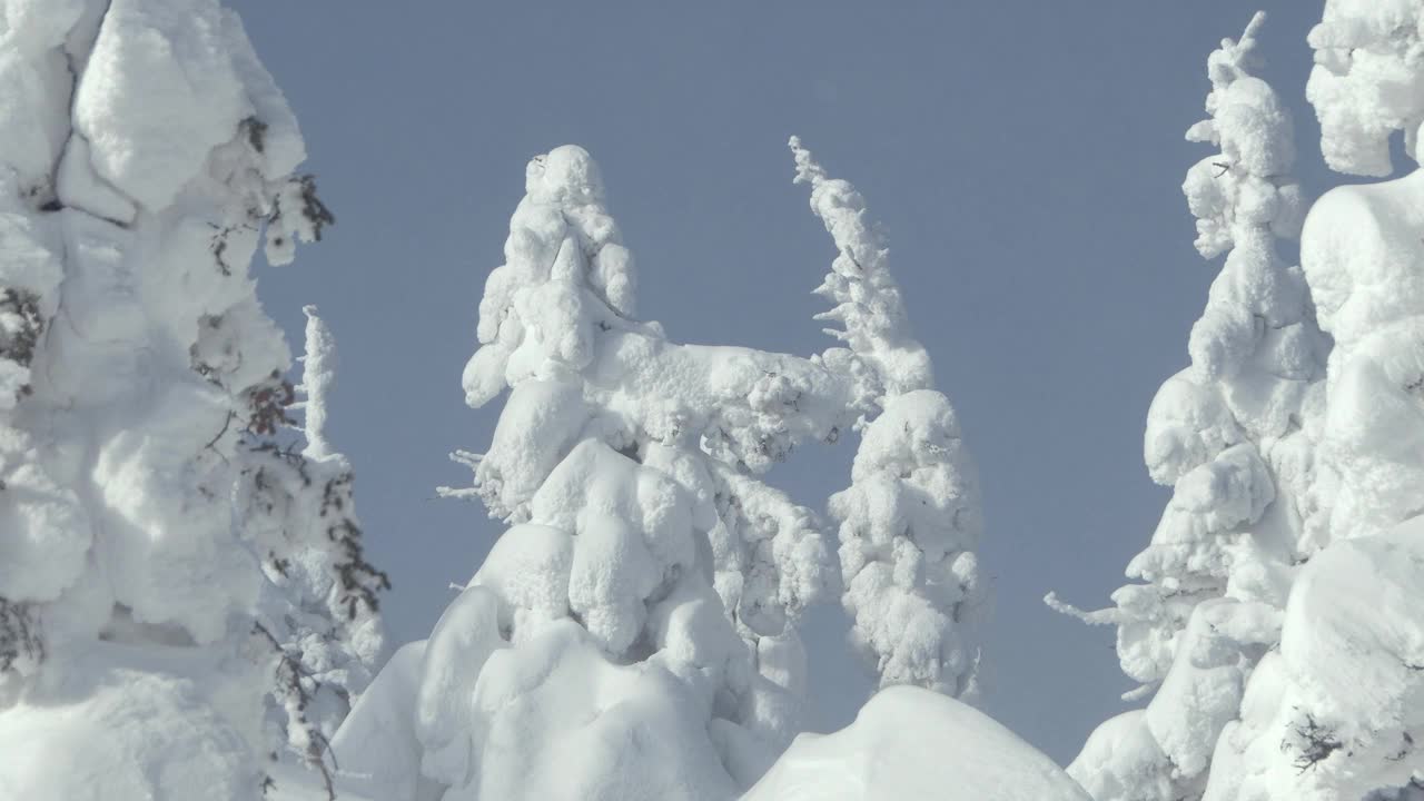 云杉的雪顶在蓝天下迎风摇摆视频素材