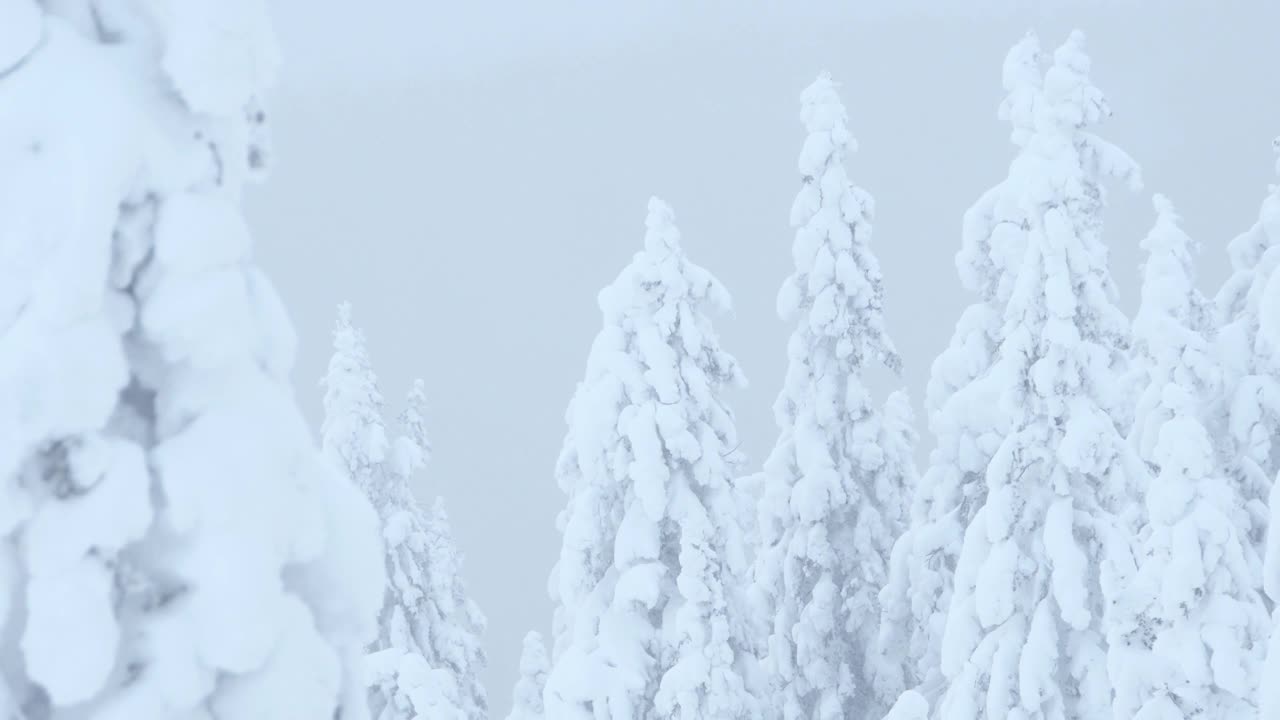 雪树在寒冷的雾霾中随风摇曳视频素材