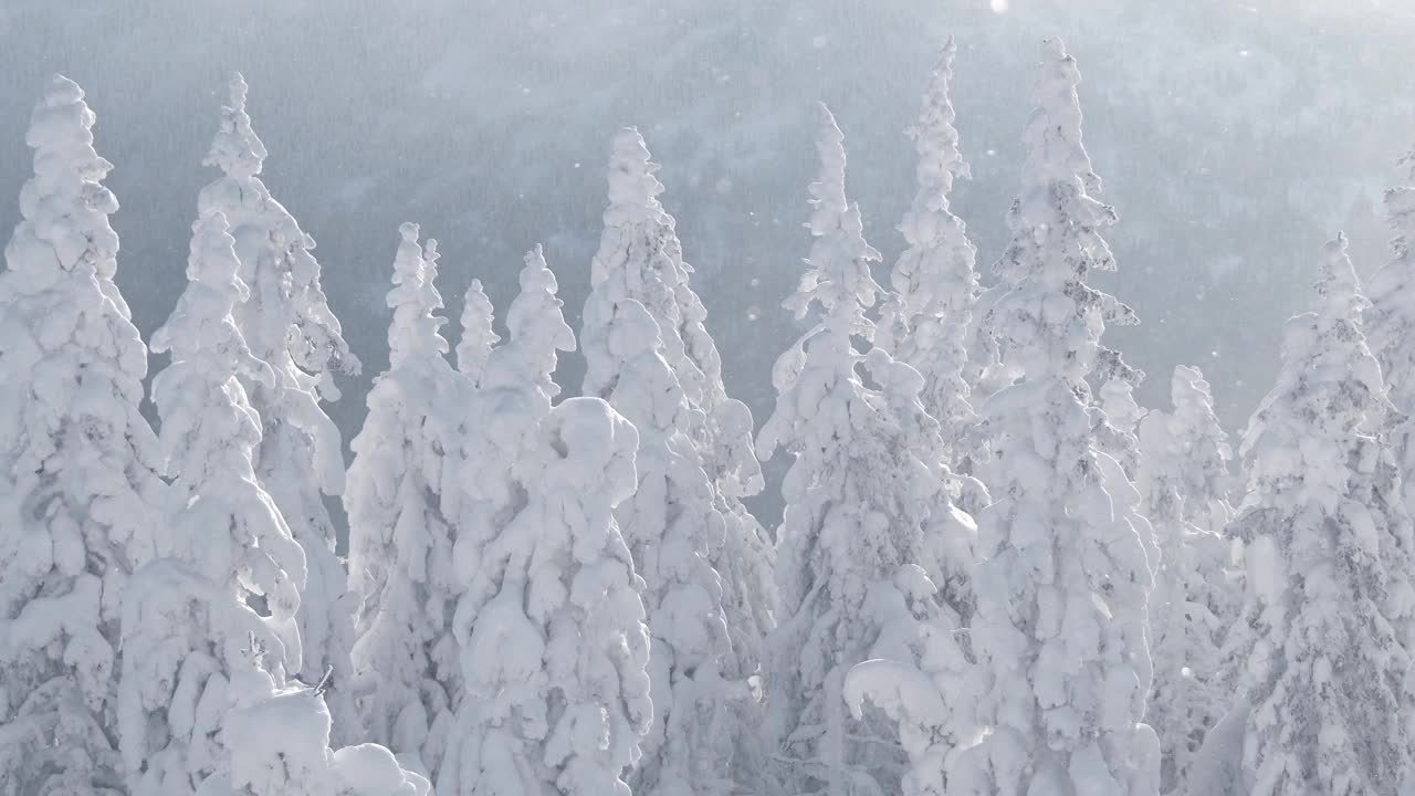 一排树被暴风雪刮倒了视频素材