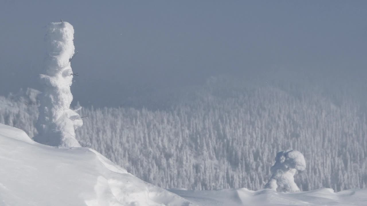 树在雪堆在山坡上视频素材