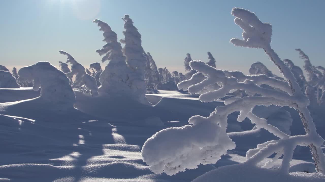 雪魔法森林在冬天的一天下晴朗的蓝天视频素材