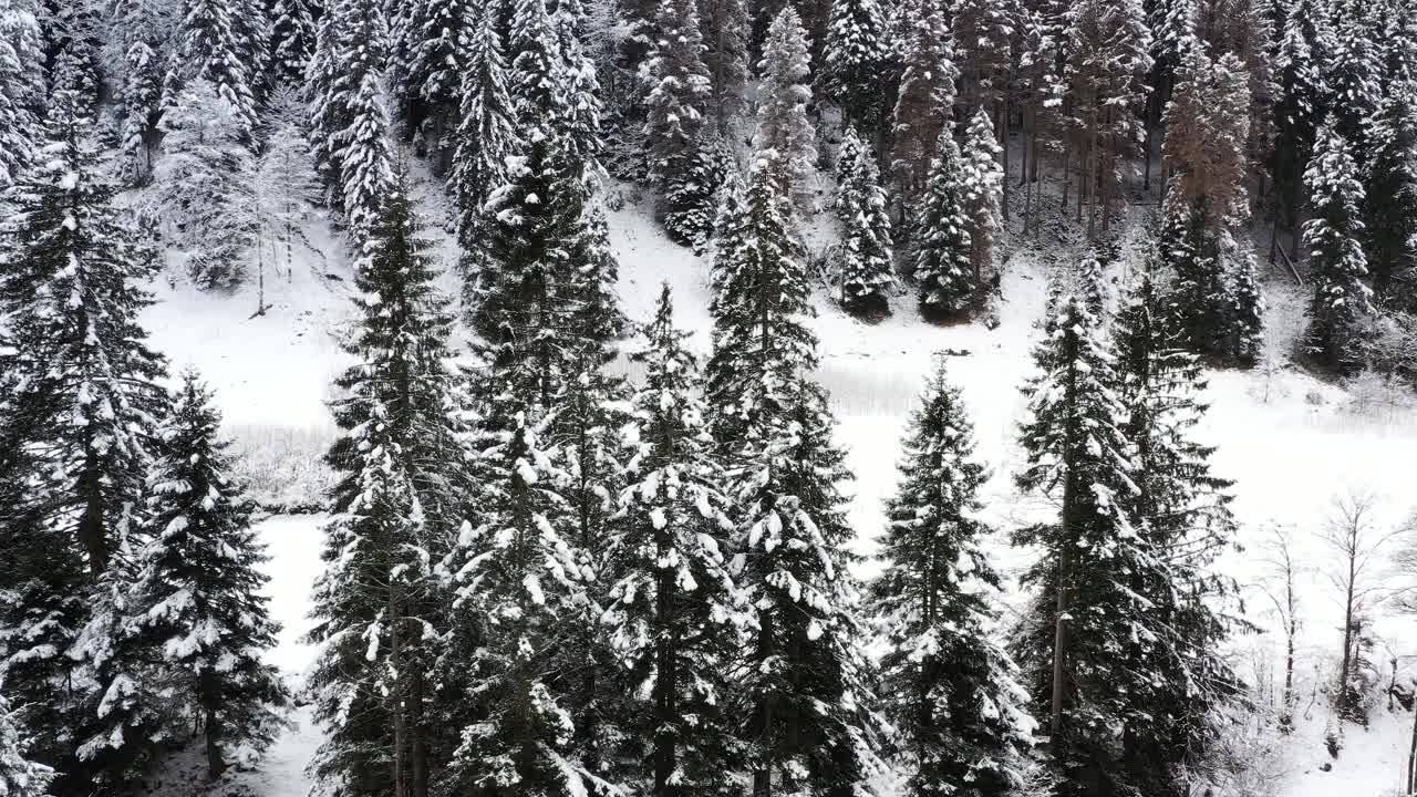 雪覆盖的森林视频素材