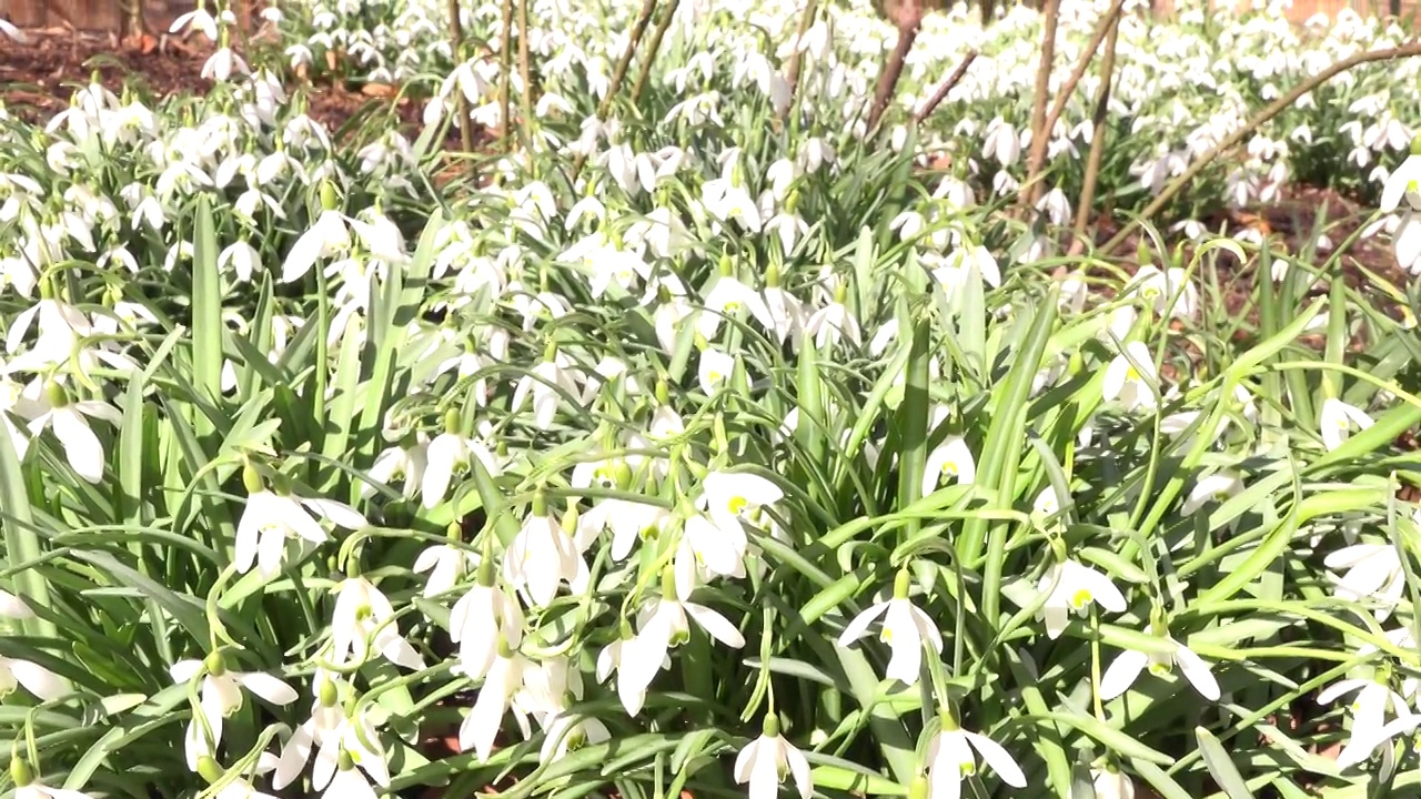 园艺雪花莲花田视频素材