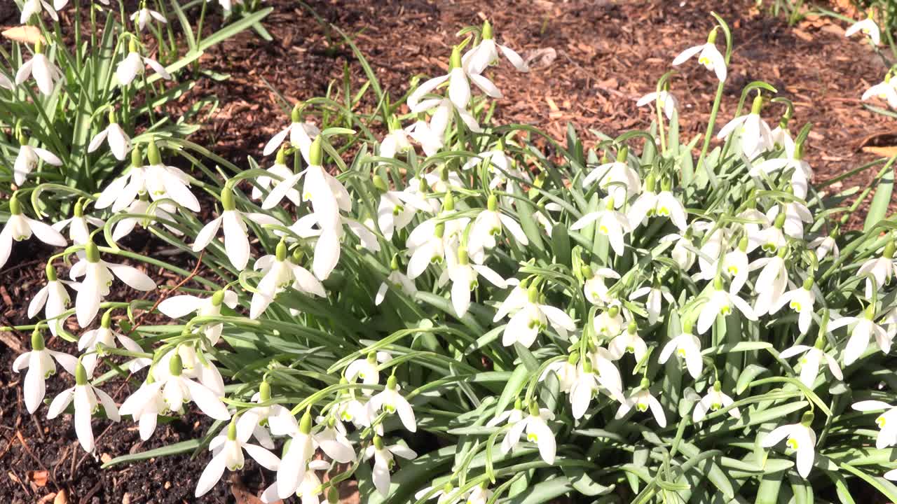 园艺雪花莲开花，特写视频素材