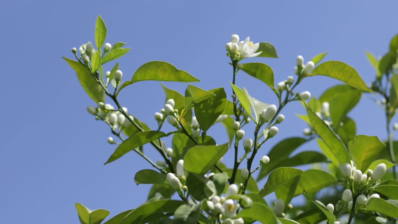 桔子在树上开花和叶子视频素材