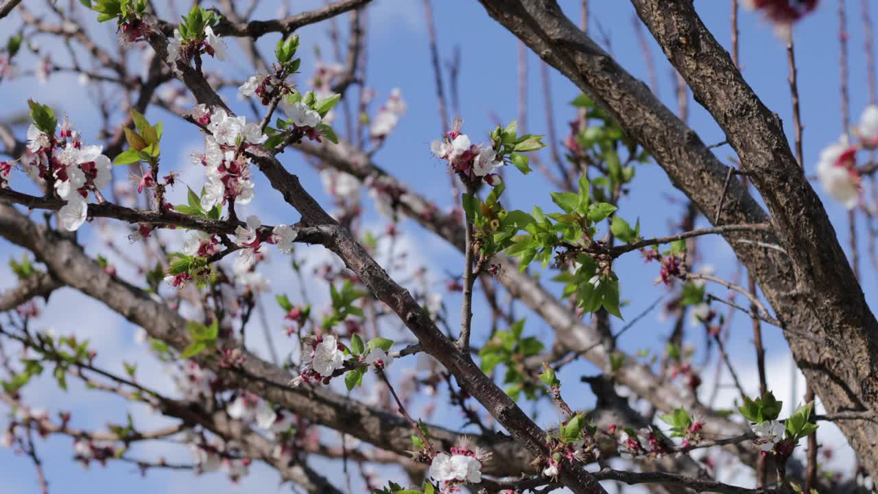 樱花在树上开花和叶子视频素材