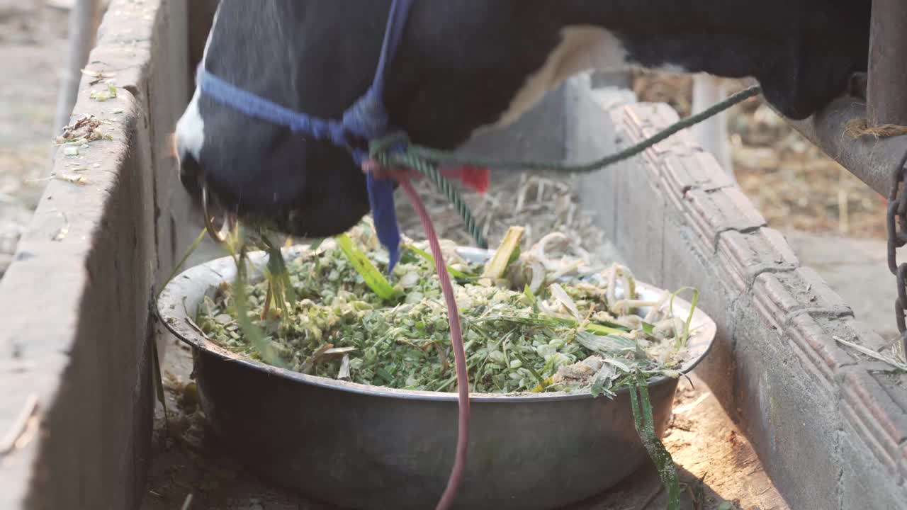 奶牛在奶牛场的牛棚里吃干草。牛的饲养视频素材