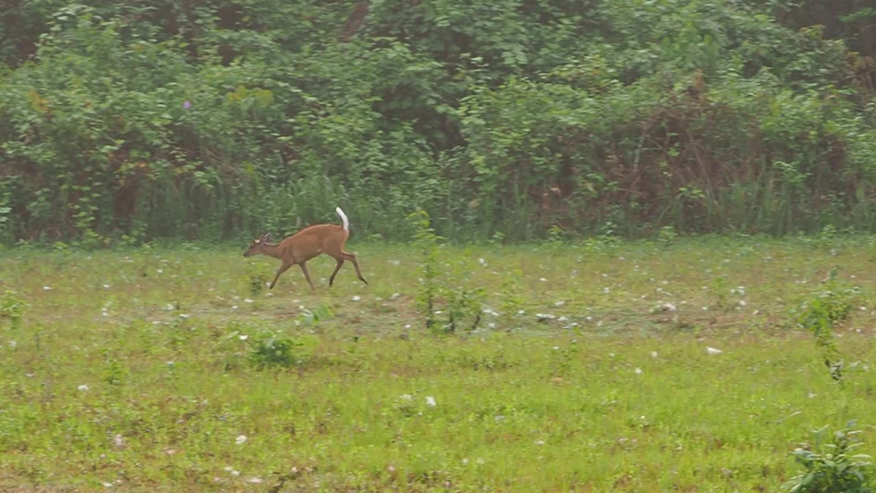 公园里有吠鹿，红麂视频素材