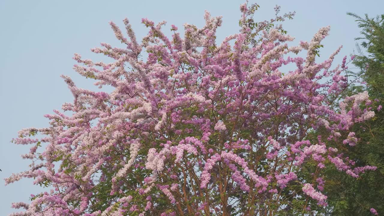 美丽的粉红色花枝、白色花枝、粉红色花枝、紫色花枝随风盛开视频下载