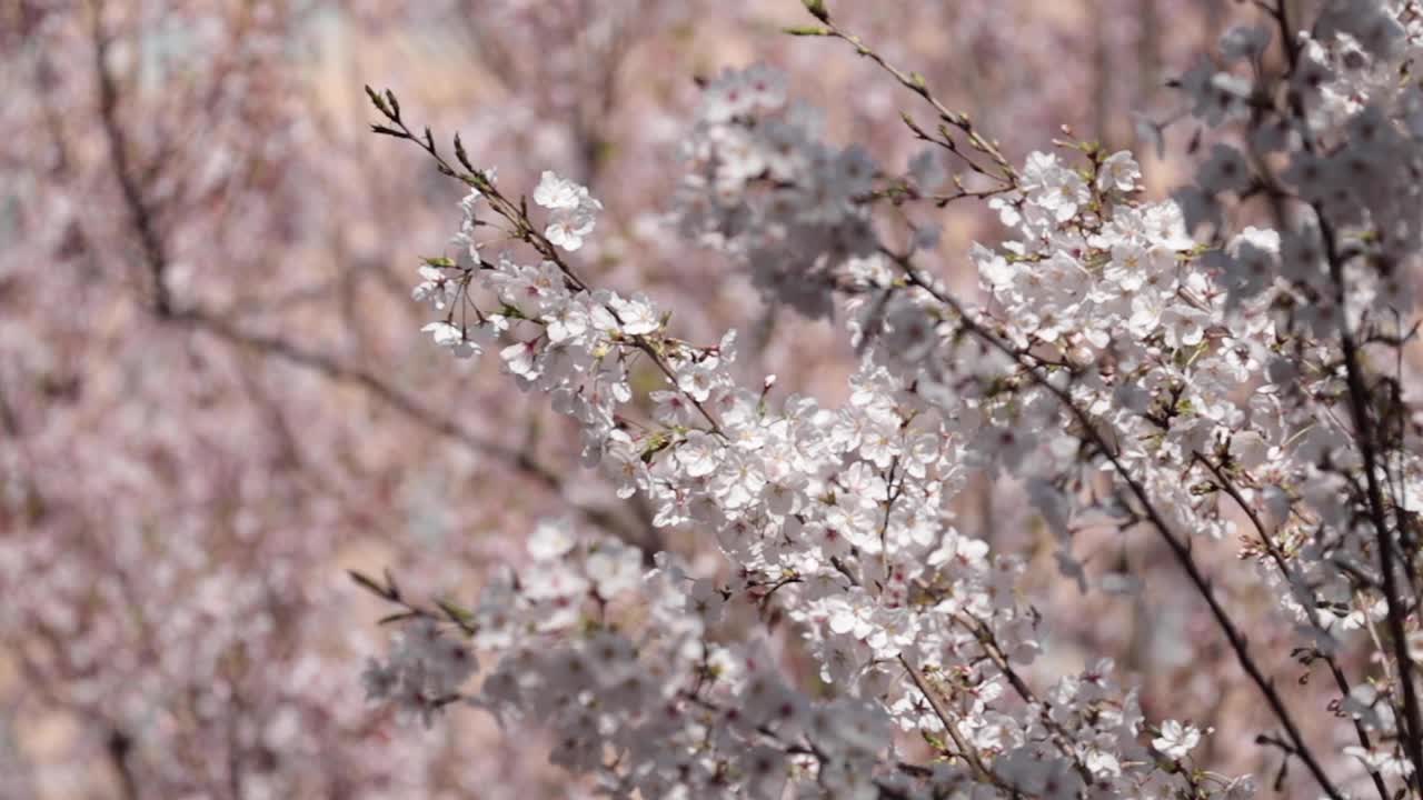 樱花视频素材