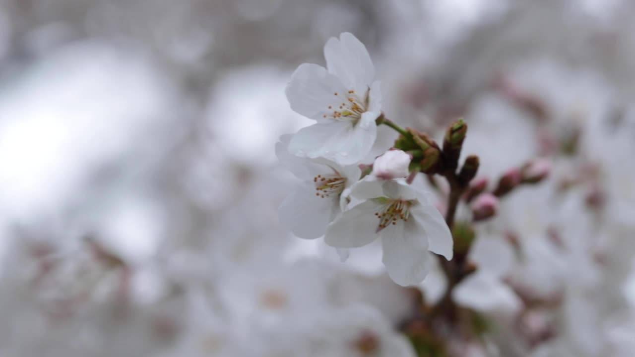 樱花视频素材