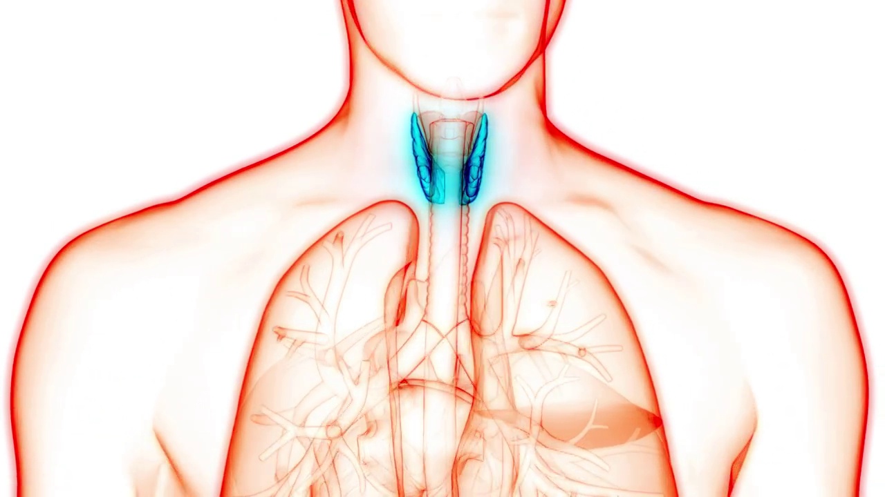 人体腺体腺叶甲状腺解剖动画概念视频素材