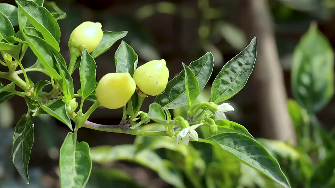 黄色辣椒与花树上的特写镜头视频素材