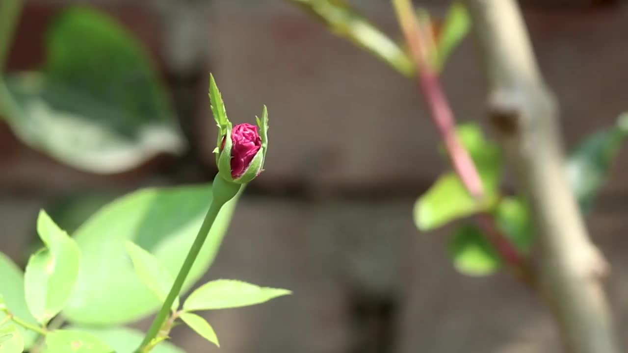 树上有一朵未开花的玫瑰视频素材