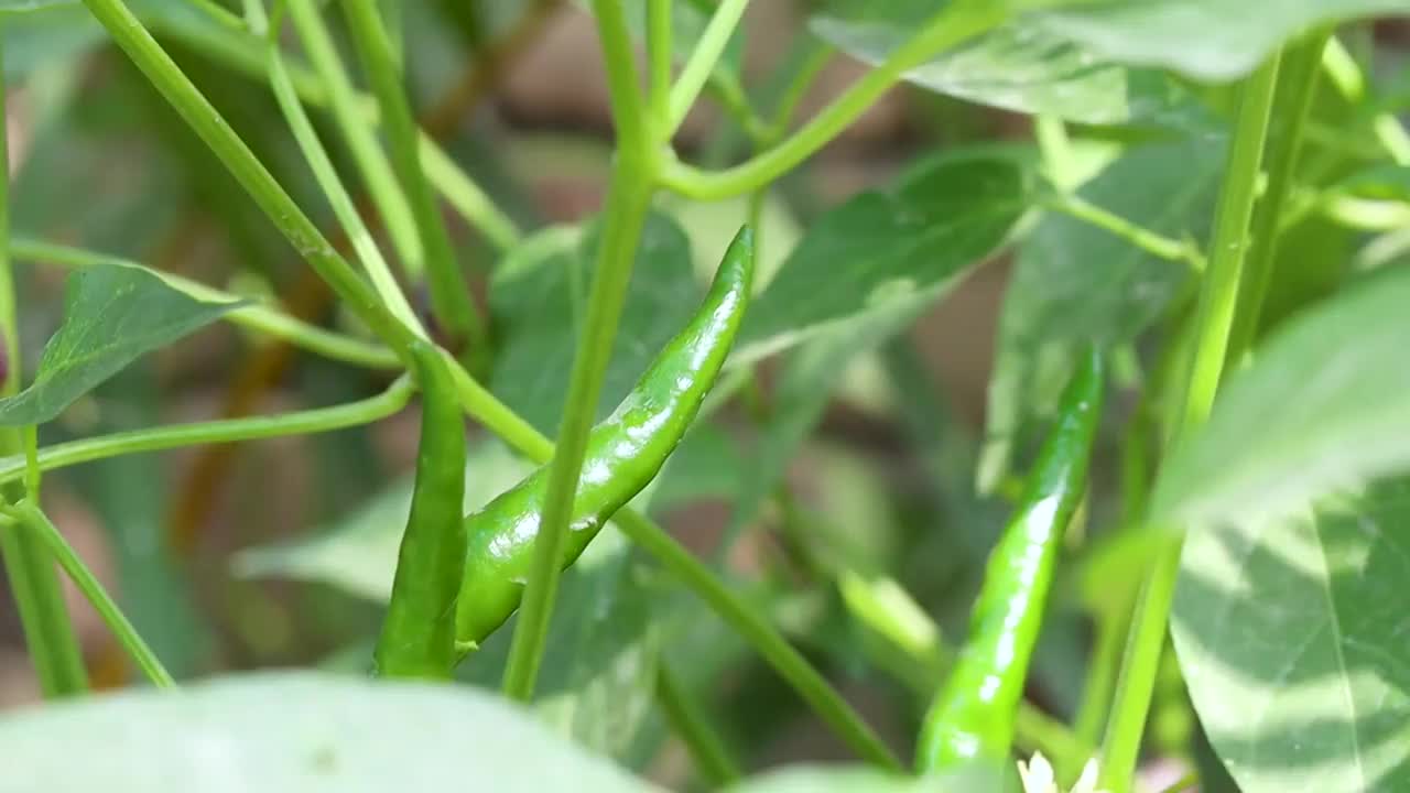 新鲜的绿色辣椒在树上视频素材