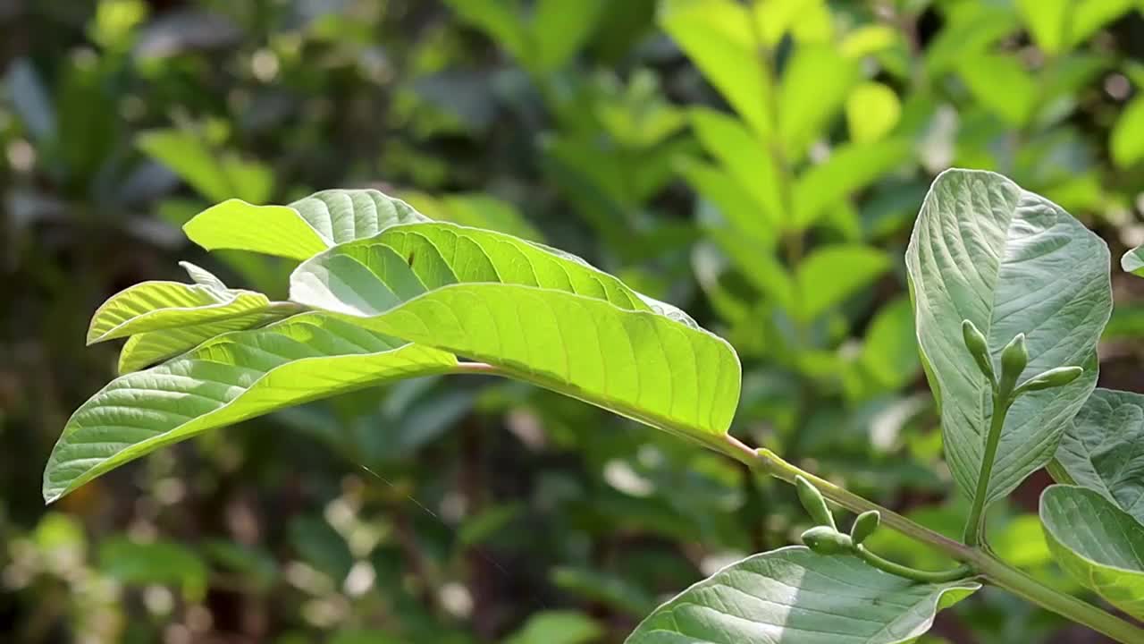 番石榴枝与花蕾和绿叶的特写镜头视频素材