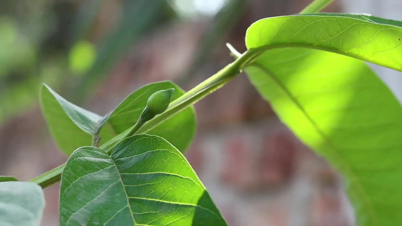 花园里番石榴枝的特写镜头视频素材