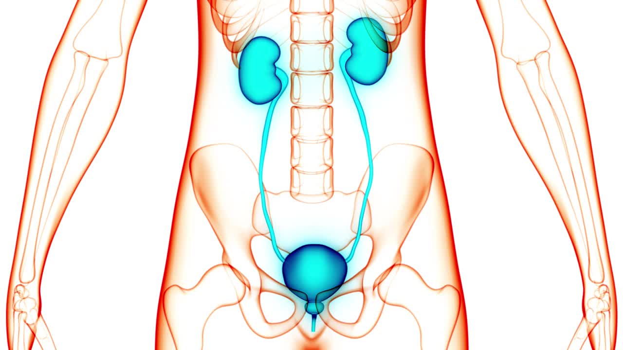 人体泌尿系统肾脏与膀胱解剖动画概念视频素材